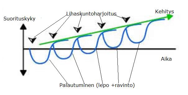 aloittelijan kuntosaliohjelma kehittää suoraviivaisella superkompensaatiomallilla