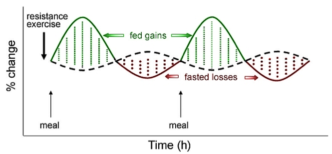 proteinsynthesis