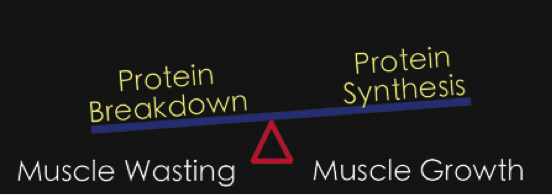 Maksimoi lihaskasvu proteiinilla