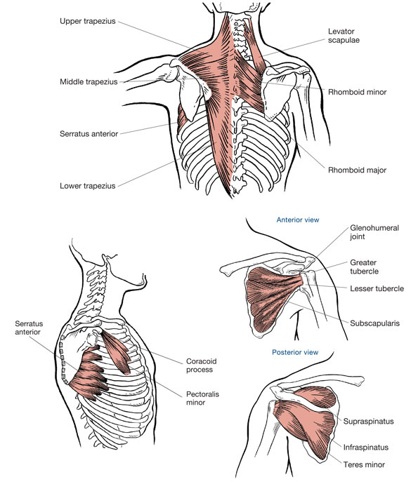 olkapääkipu ja anatomia